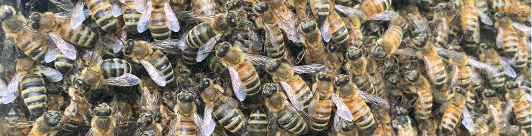 photo of many honey bee workers